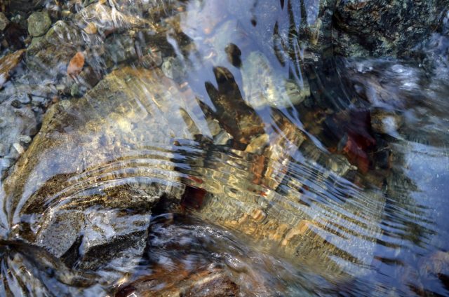 The emergence has caused concern among state wildlife officials.
