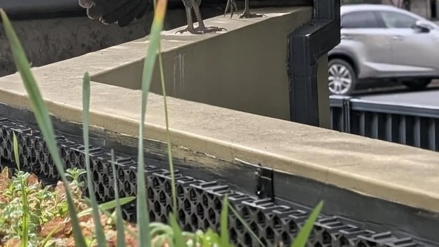 "Beautiful birds."