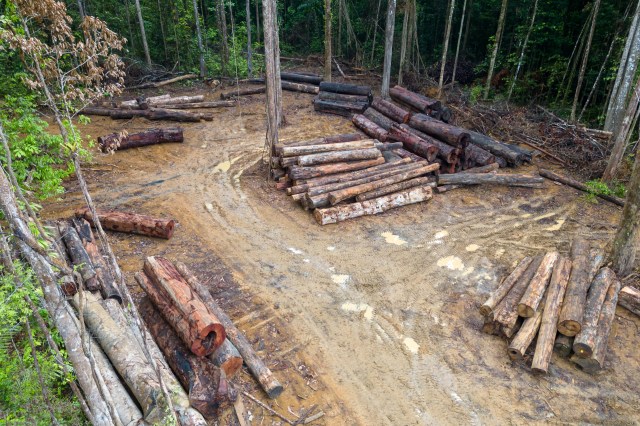 "The whole world relies on these rainforests."