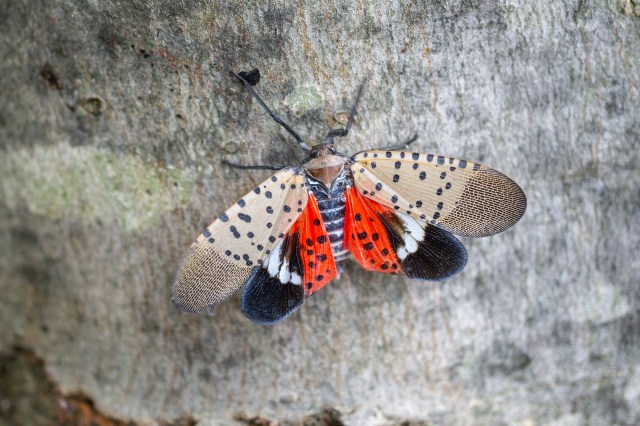 It helps to educate yourself about the invasive species and understand how it can cause harm.