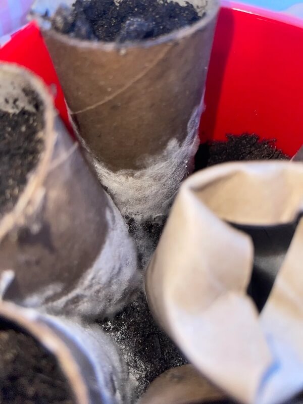 "The white fluffy stuff is mold."