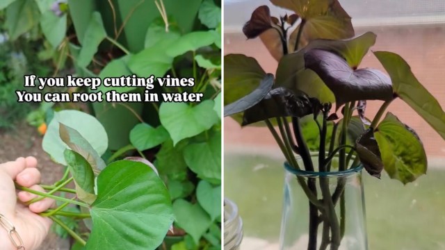 "You can just keep cutting the ends and propagating them."