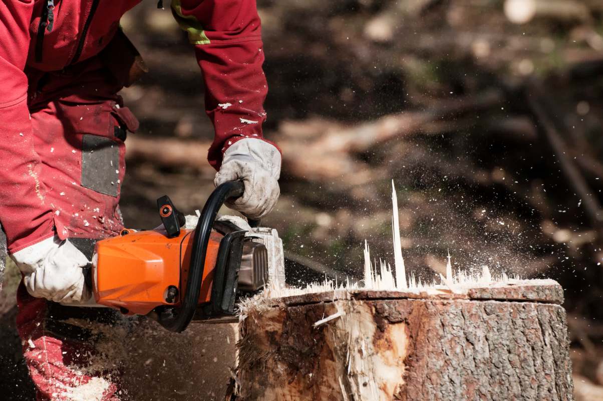 Tree law is serious business and can result in hefty damages.