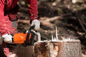 Tree law is serious business and can result in hefty damages.