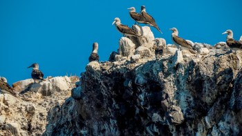 Healthy oceans, the largest ecosystem on Earth, are essential for a livable future.