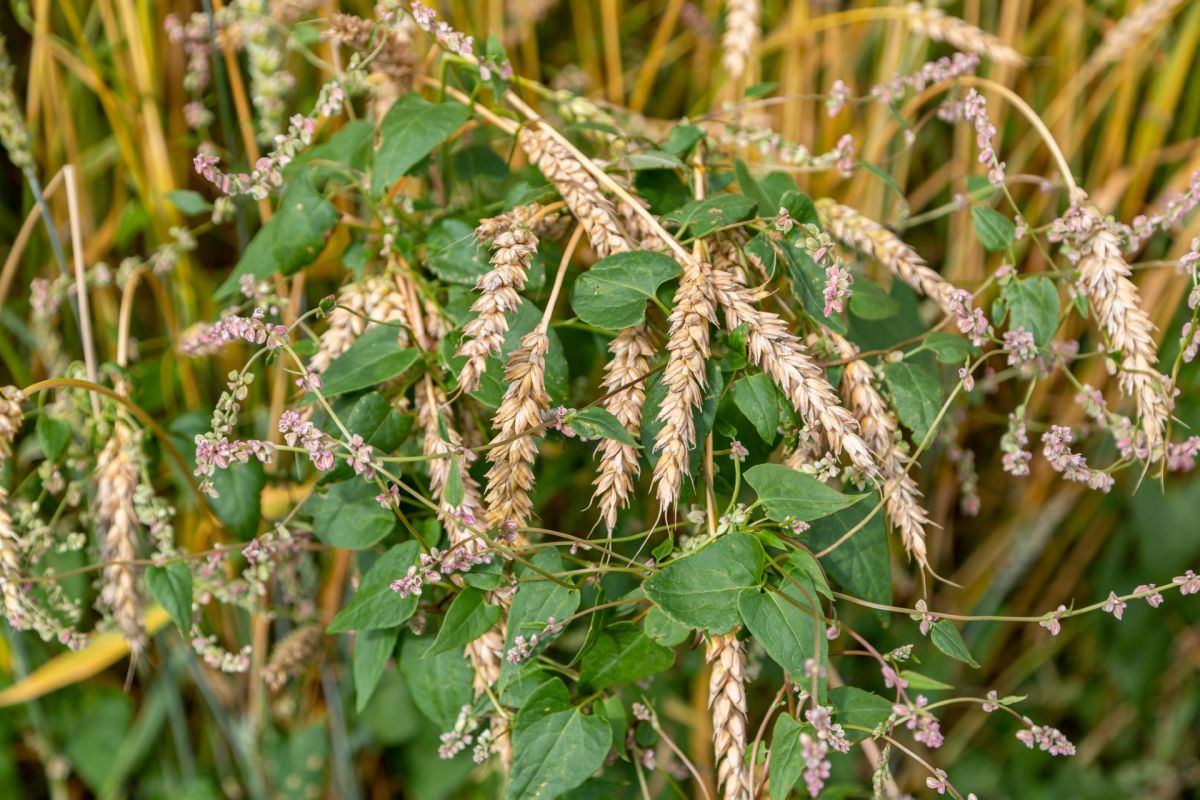 This innovation may accelerate the development of next-generation herbicides.