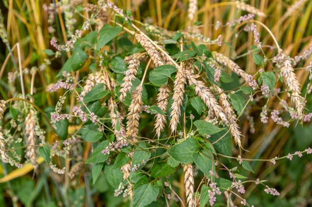 This innovation may accelerate the development of next-generation herbicides.