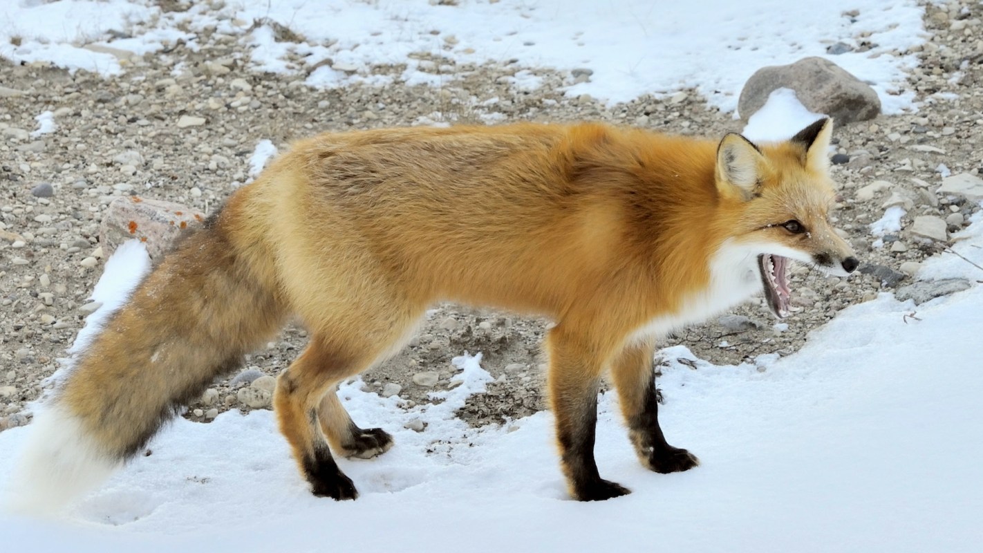 "What is our fixation on feeding and booping wildlife?"