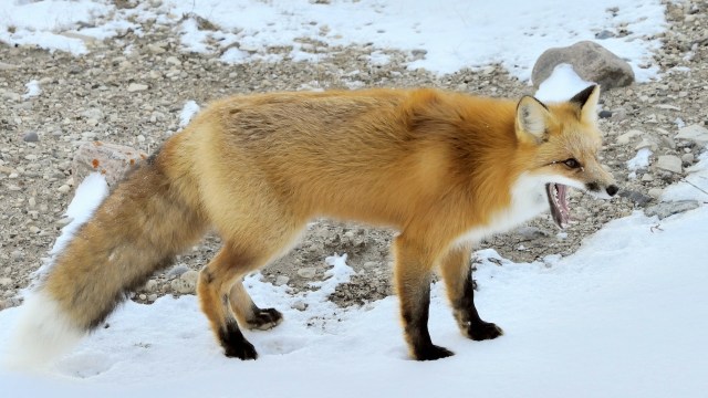 "What is our fixation on feeding and booping wildlife?"