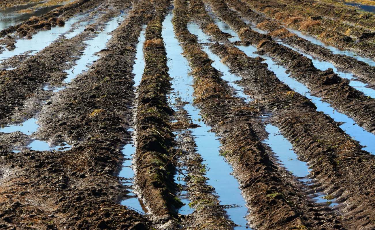 No one is going to break even this season.