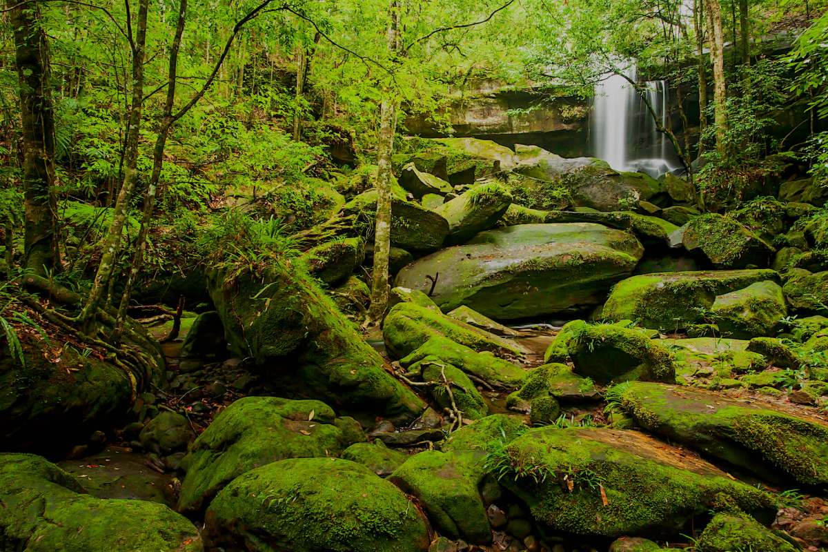 The species has been in decline for thirty years, facing a 60% decrease within that time.