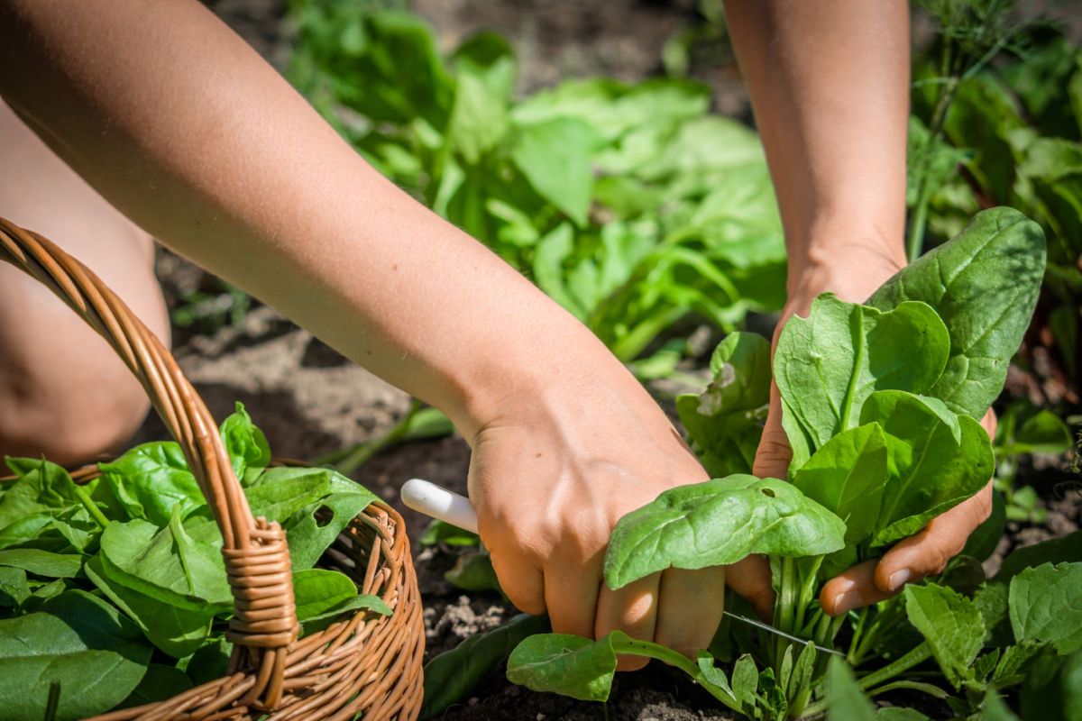It's good news for farmers trying to protect their yields.
