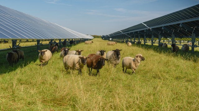"We have sheep grazing under the solar panels."