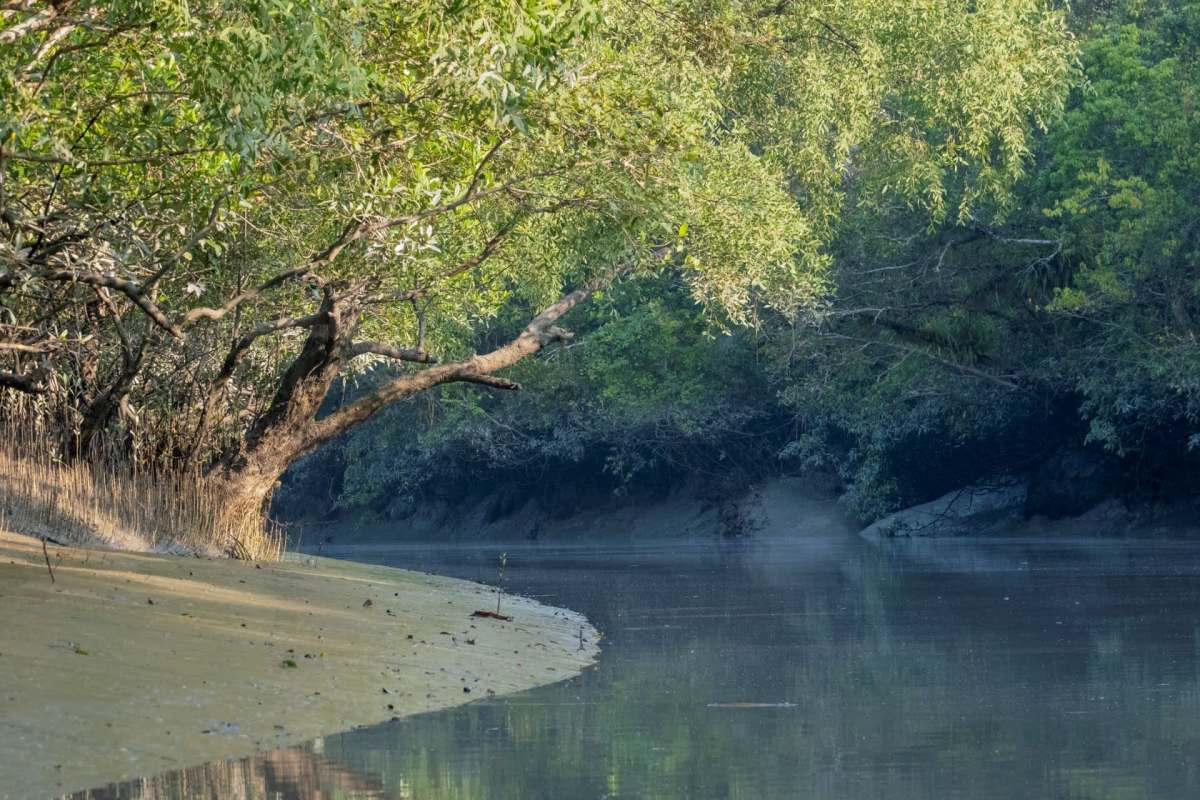 "If the ban is effectively implemented, the fish population and overall wildlife in the forest will thrive."