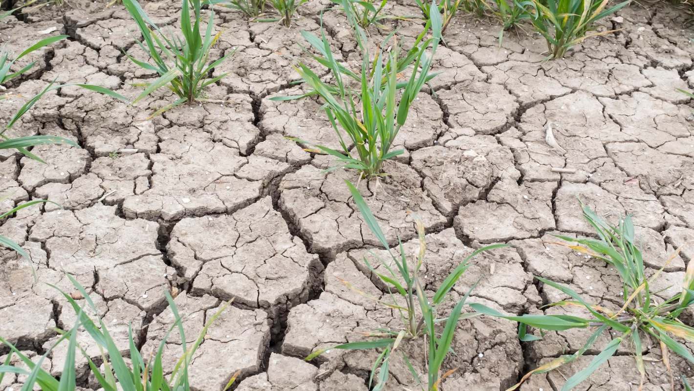 "Many farmers are now facing yet more financial losses this harvest."