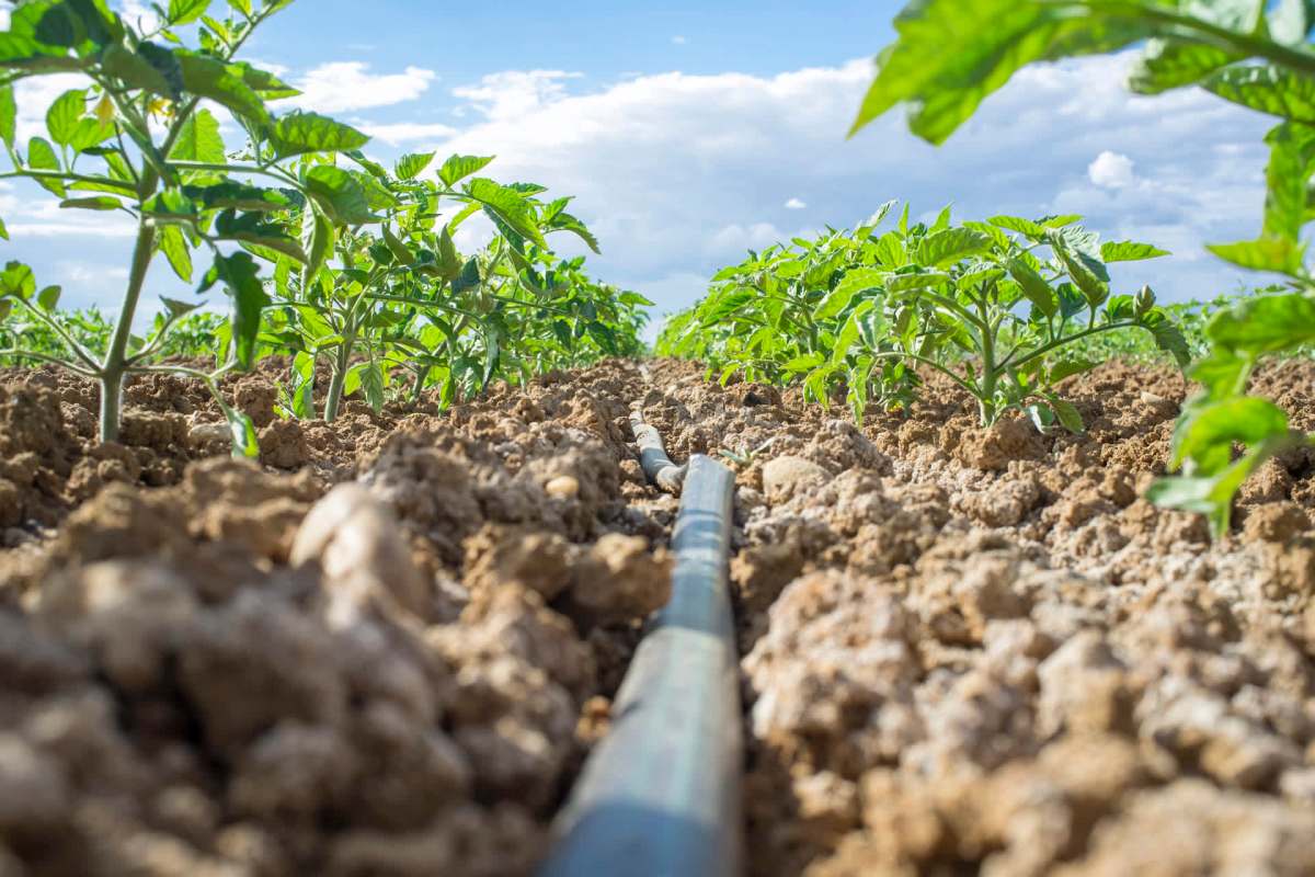 "This is an incredibly productive, resilient, and sustainable system."