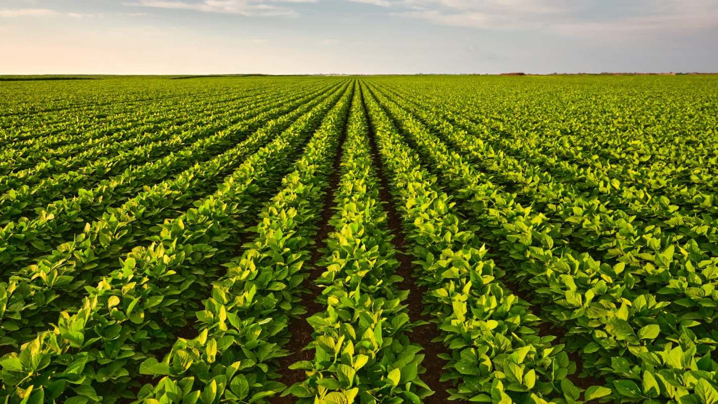 The arrangement is a win for farmers.