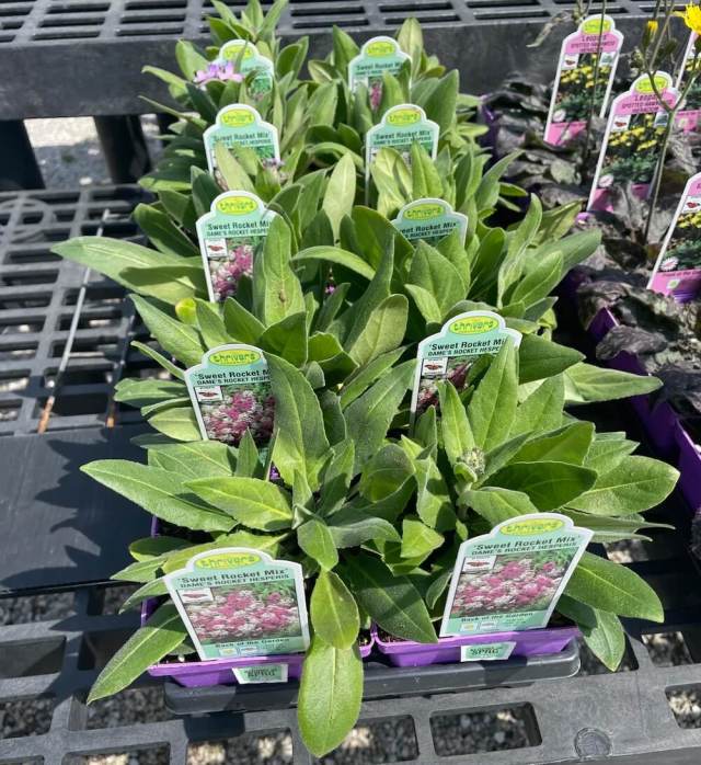The post also ignited all sorts of conversation about where to buy plants.