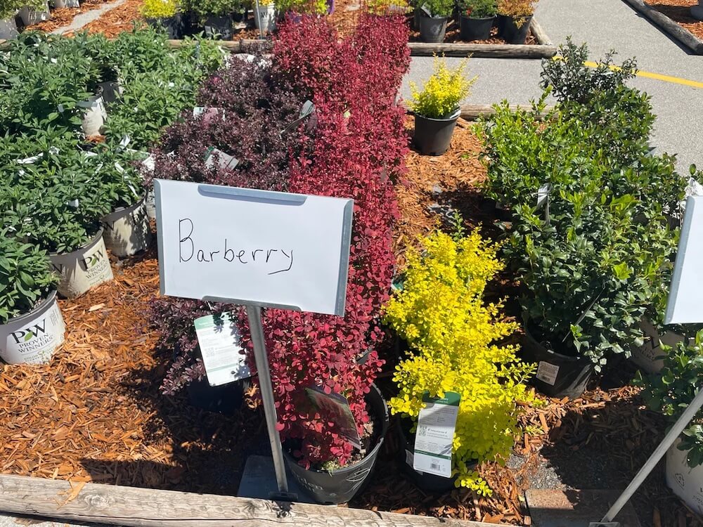 The post also ignited all sorts of conversation about where to buy plants.