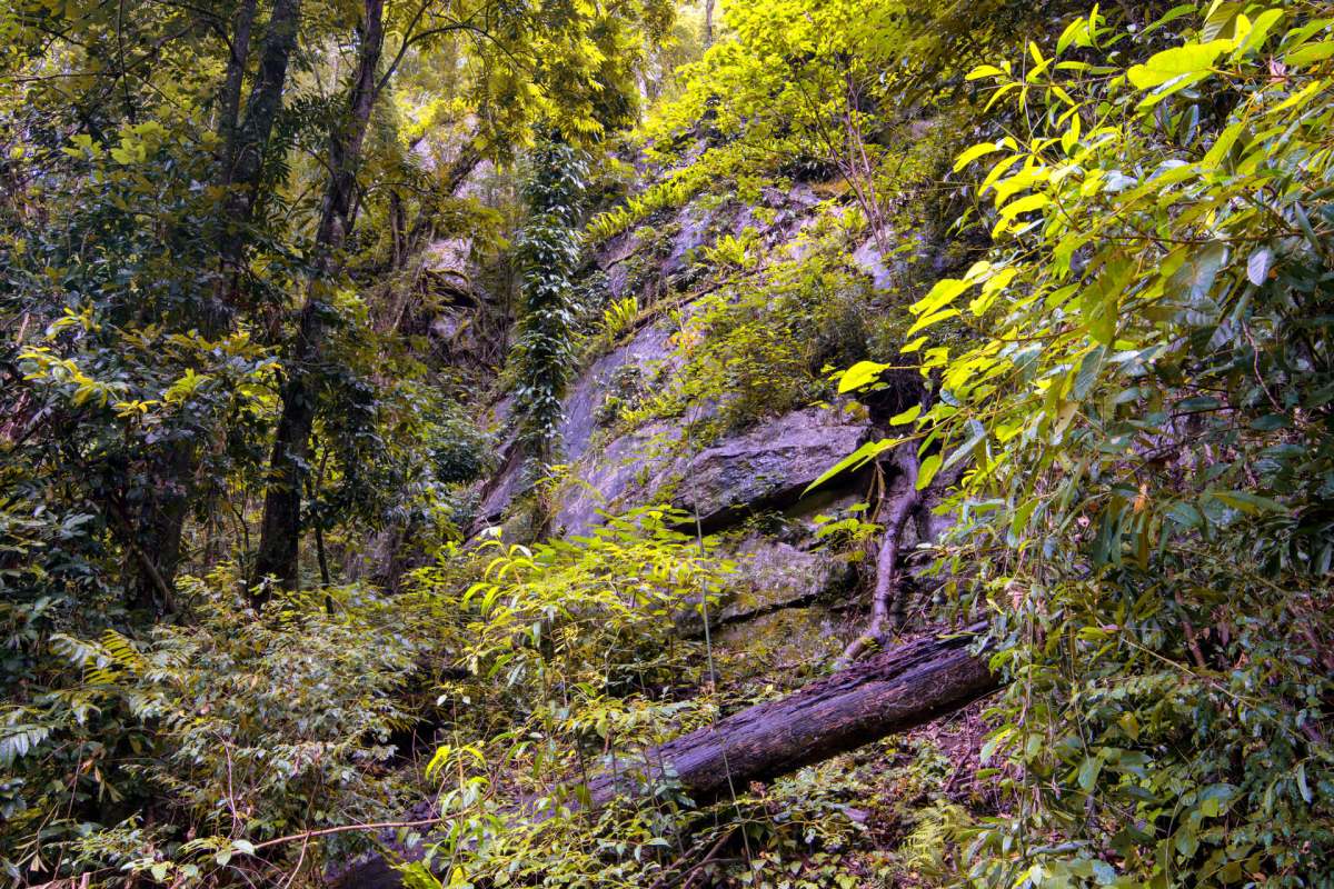 Their continued presence is thanks to years of coordinated community-led conservation work.