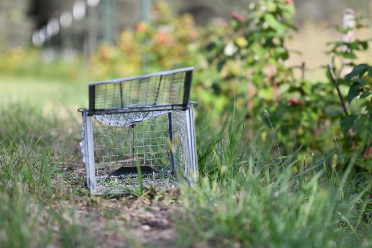 One landowner said he noticed a big drop in hog sightings after switching to group trapping.