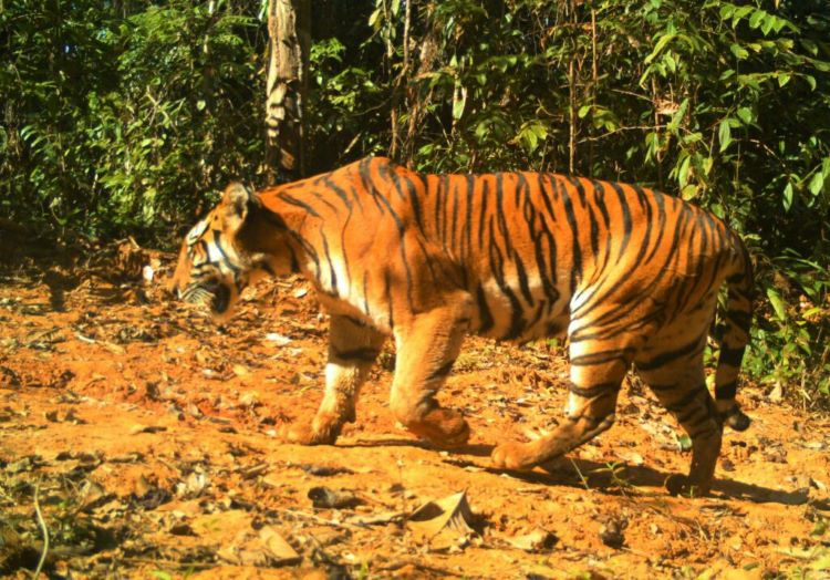 Their continued presence is thanks to years of coordinated community-led conservation work.