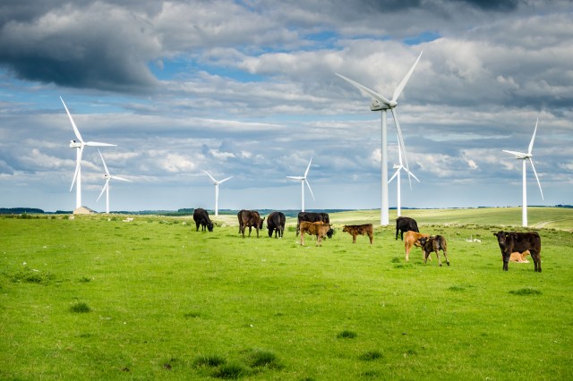 The wind farms also create stable jobs and economically stabilize rural communities.