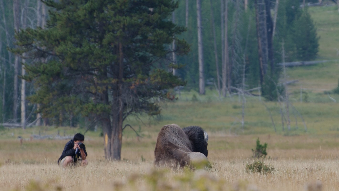This is the second such injury involving a bison in the park in just a month.