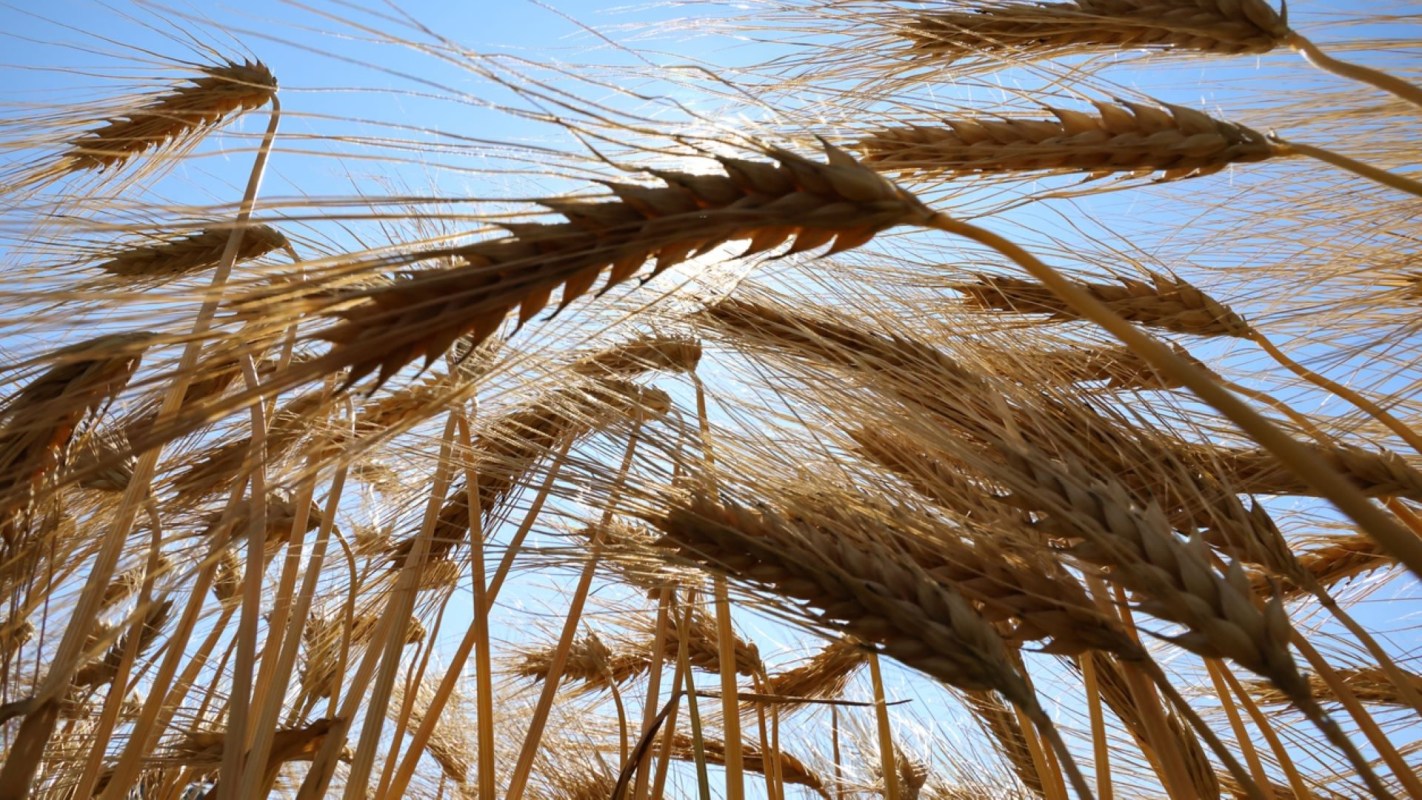 "15 crop plants provide 90 percent of the world's food energy intake."