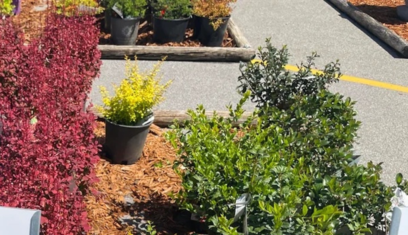 The post also ignited all sorts of conversation about where to buy plants.
