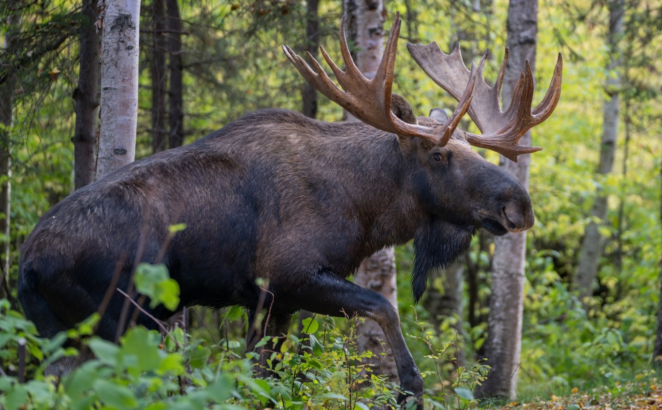 In many instances of animal attacks, wildlife is provoked by humans or pets in their spaces.