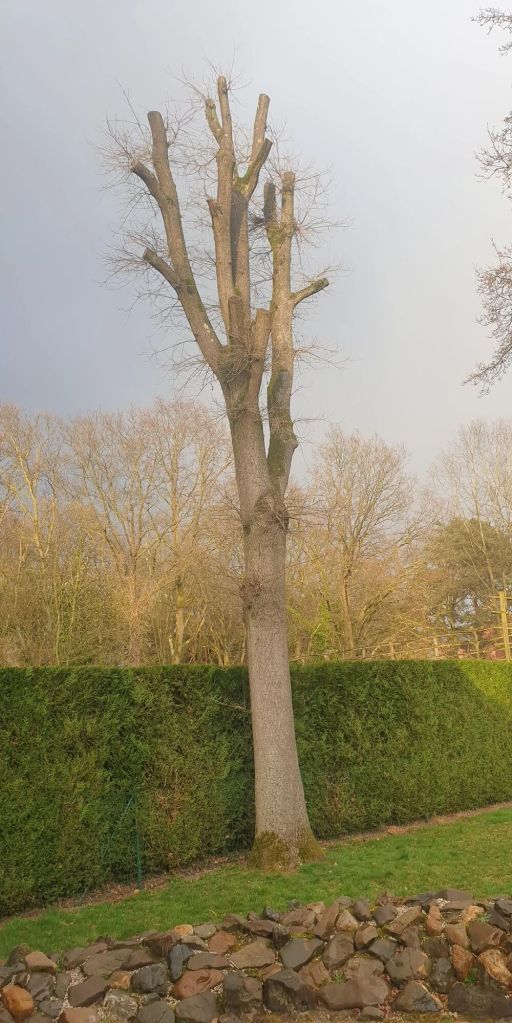 "Honestly, it might be better if the tree does die."