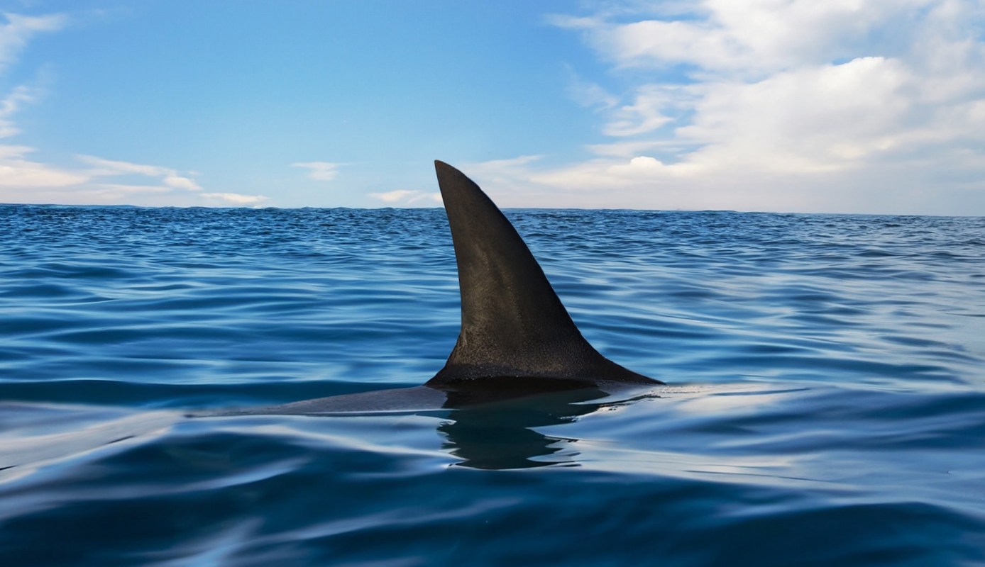 Sharks have been the guardians of the ocean for about 450 million years.