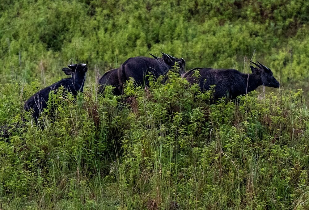 The technology allows for long-term observation without disruption to the habitat or animal behavior in the presence of humans.