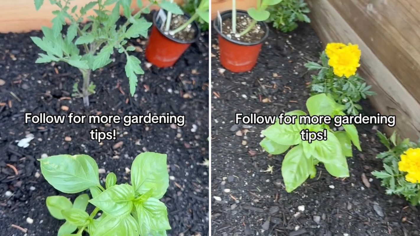 "Thanks for the tip. Planting today!"