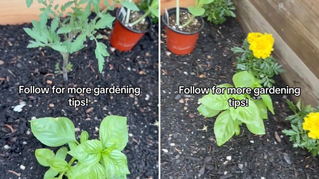 "Thanks for the tip. Planting today!"