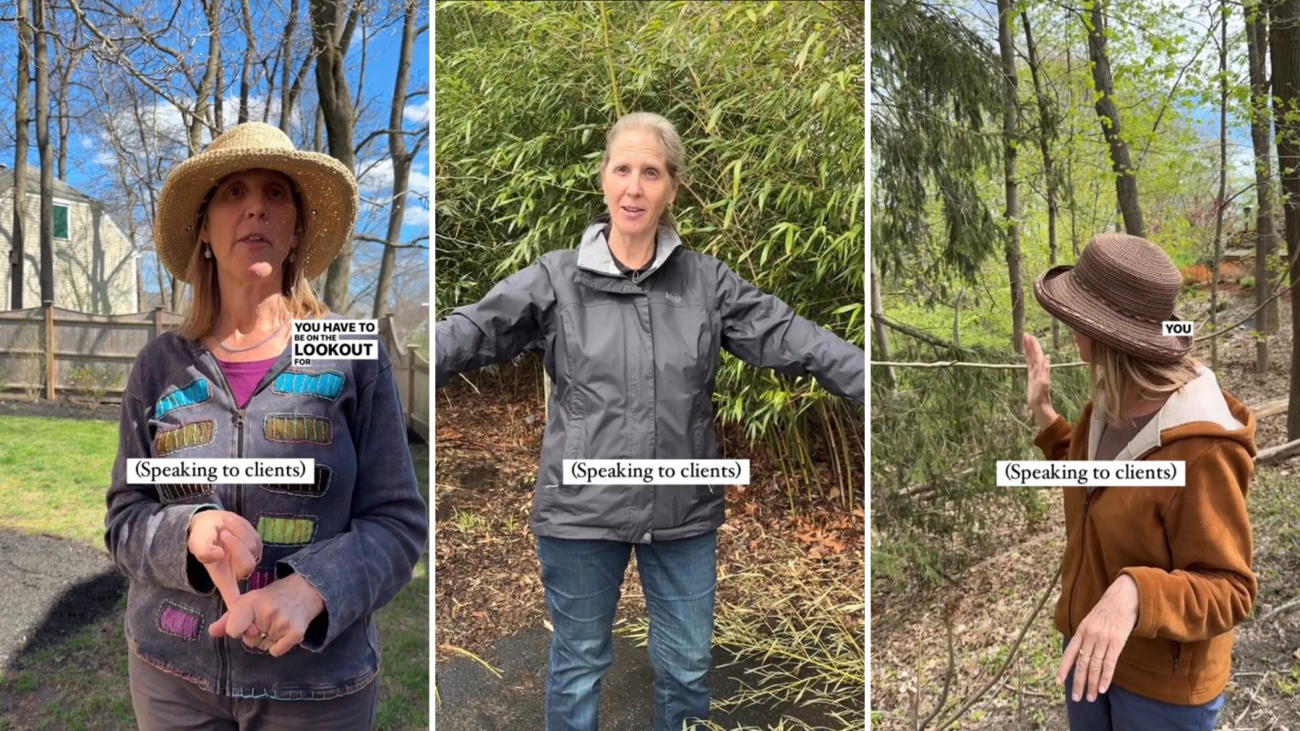 "It spreads all over neighborhoods because mature trees can have up to 300,000 seeds on [them]."