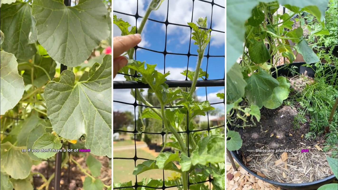 This hack doesn’t just save space; it also helps keep your plants healthy.