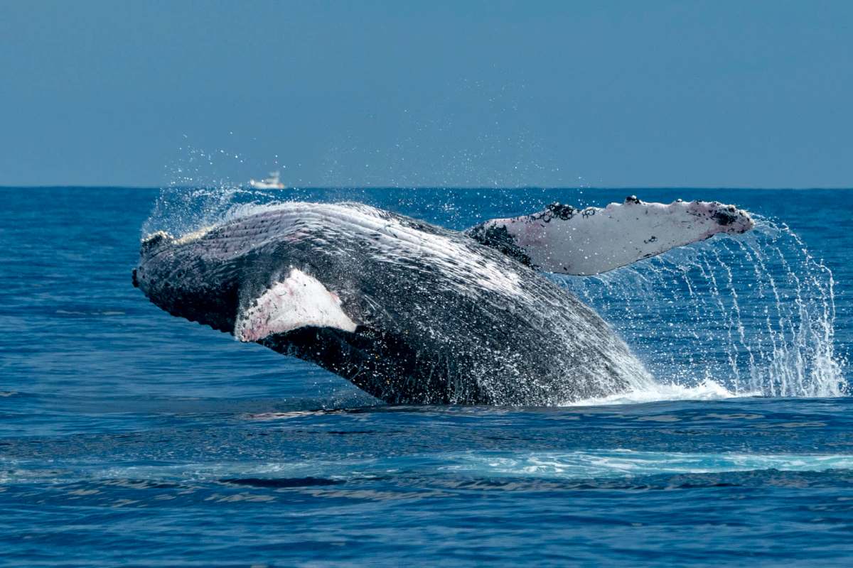 It presents another threat to species already under pressure.