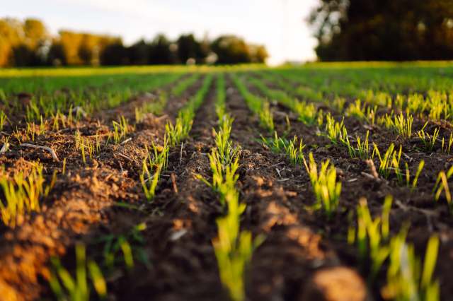 "Our research will provide scientists and farmers a new platform."