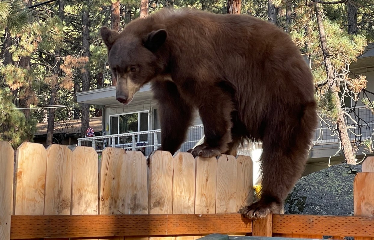 Animals and humans are crossing paths more often than they used to.