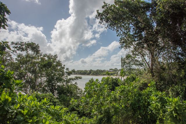 "If it gets out into nature — into a creek or a dam — it will take over that water body."