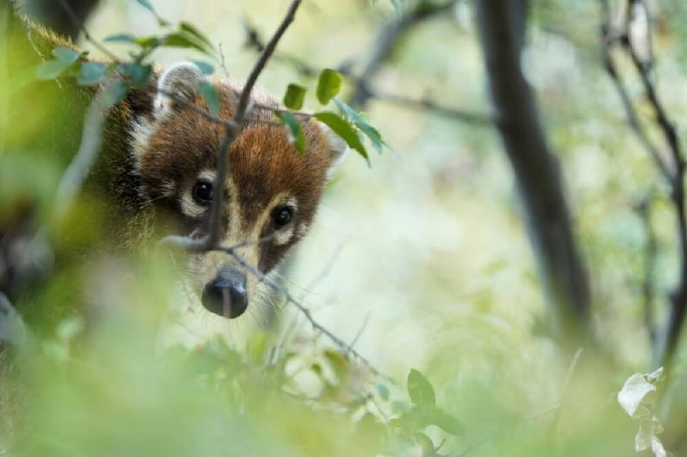 "We encourage people ... to be aware of their surroundings and not attempt to engage any wild animal."