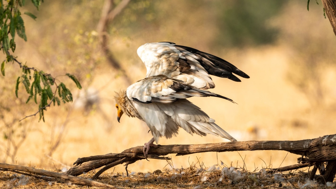Trail cameras are a powerful tool for scientists and conservationists.