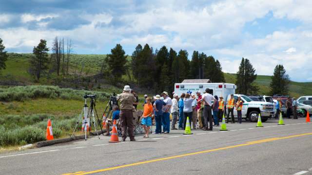 "There are already two people that have been gored by buffalo in Yellowstone this year."