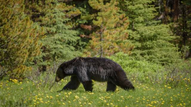 "Human and wildlife safety is of the utmost importance."