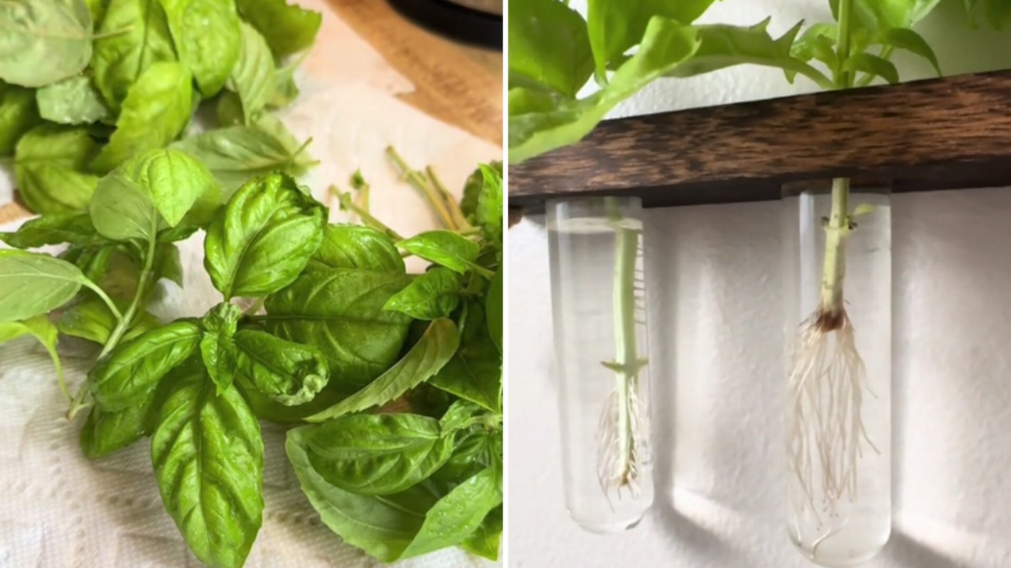 This hack keeps your kitchen stocked with fresh basil.