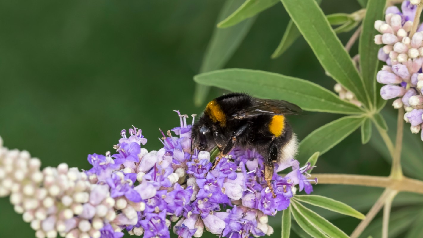 Studies show wild bees can change to meet challenges.