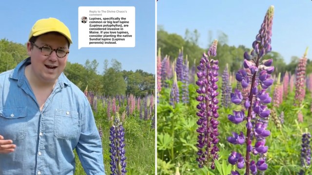 "You’ll get some that have just a little bit of white on the petals."