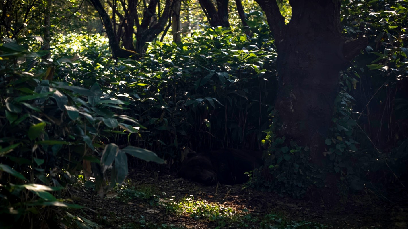 "It actually climbed back in to finish cleaning up its mess from the night before."